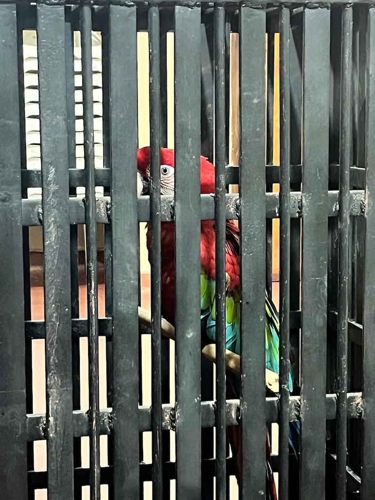 El guacamayo rojo rescatado se encuentra bajo protección en el cuartel de los bomberos voluntarios.