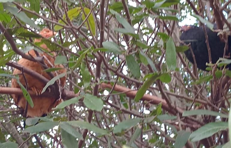 Un gran porcentaje de las aves mueren en los gallineros o en las ramas de los árboles donde duermen.