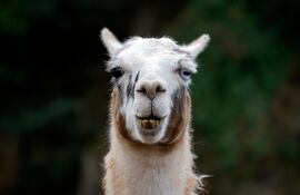 Llama (Lama glama).