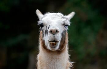 Llama (Lama glama).