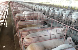 El hato porcino de Paraguay se estima en 1.000.000 de animales en producción industrial, con unas 40.000 matrices.