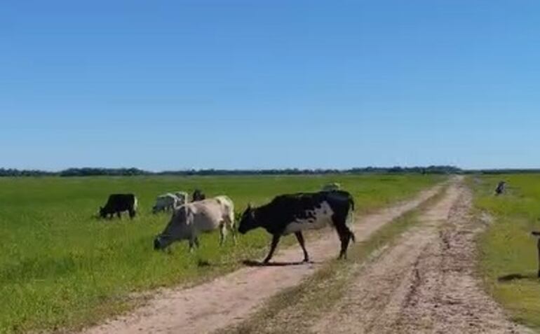 Pochiñek denunció que los animales sueltos generaron pérdidas en sus parcelas.
