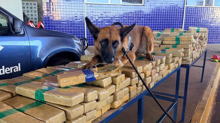 Perro Malinois entrenado junto a paquetes de marihuana en mesa, con camioneta de Policía Federal al fondo.