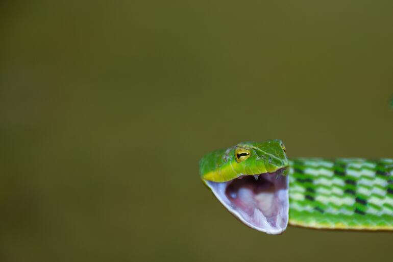 Ahaetulla nasuta o serpiente liana verde.