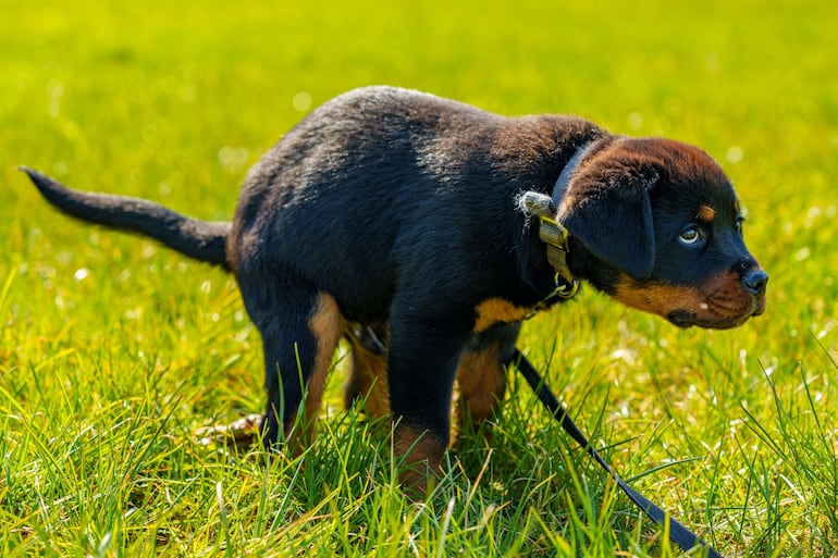 Perro hace sus necesidades en el parque.