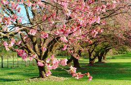 Paseo Turístico Natural del Cerezo en Flor de La Paz.