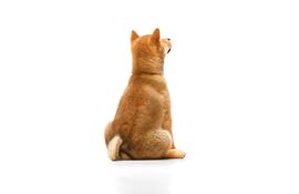 Perro de espaldas.