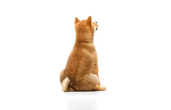 Perro de espaldas.