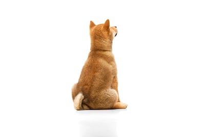 Perro de espaldas.