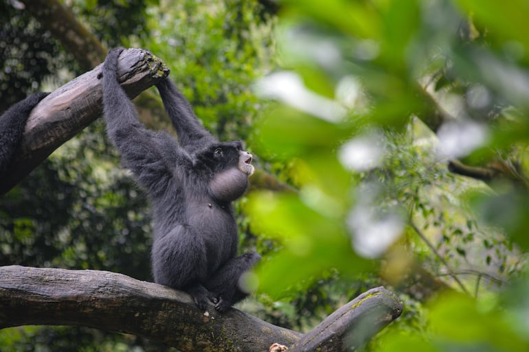 Gibón siamang.
