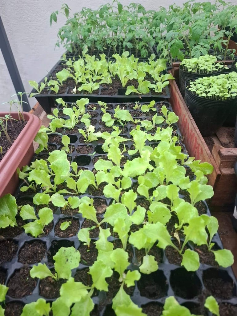 Bandejas de cultivo con lechugas y plántulas de tomate.