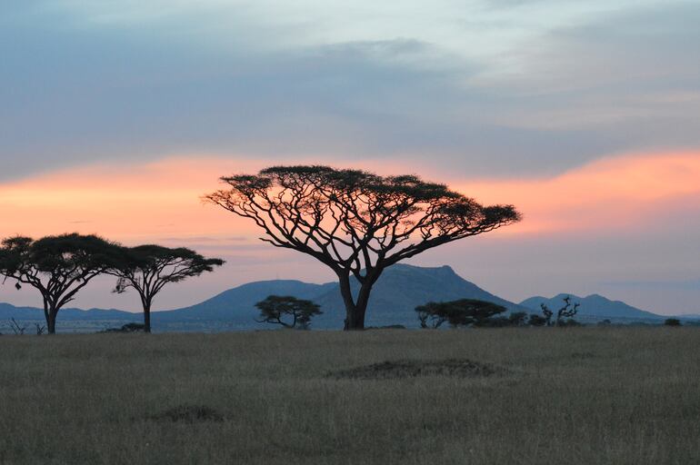 Parque Nacional del Serengueti, Tanzania.