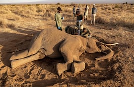 Veterinarios del Sheldrick Wildlife Trust y del Servicio de Vida Silvestre de Kenia (KWS) atienden a un elefante macho que yace en el suelo tras enfermar en Kitenden B Community Conservancy, en el condado de Kajiado, el 12 de agosto de 2026.