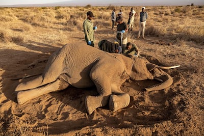 Veterinarios del Sheldrick Wildlife Trust y del Servicio de Vida Silvestre de Kenia (KWS) atienden a un elefante macho que yace en el suelo tras enfermar en Kitenden B Community Conservancy, en el condado de Kajiado, el 12 de agosto de 2026.