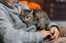 Gato anciano, imagen ilustrativa.