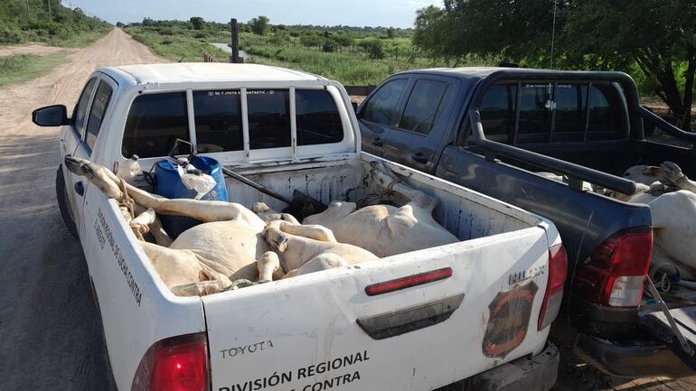 Siguen los casos de abigeato en Fuerte Olimpo.