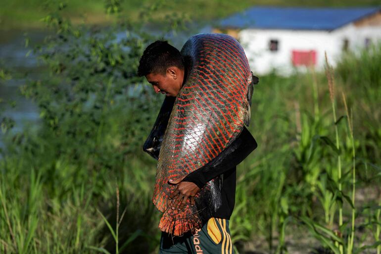 Un pescador carga un Pirarucú (Arapaima gigas) en la Reserva de Desarrollo Sostenible Mamirauá (RDS) en Fonte Boa, estado de Amazonas, Brasil.