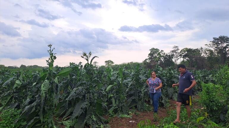Los productores esperan la asistencia de instituciones para paliar el perjuicio recibido a consecuencia del temporal