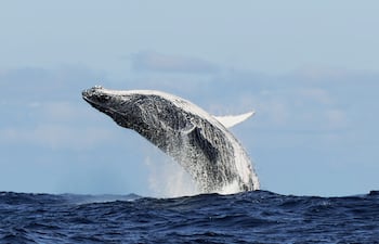 Concepto de ballena jorobada.