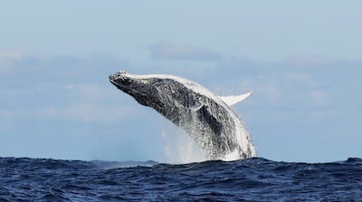 Concepto de ballena jorobada.