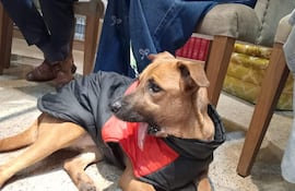 Perro mestizo en abrigo negro con detalles rojos, rodeado de dos personas en un espacio acogedor y con estantes de libros.
