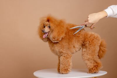 Perro en la peluquería.