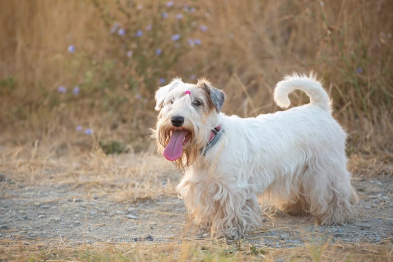 Perro terrier sealyham.