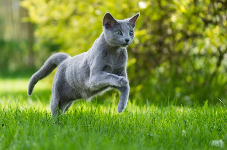 Gato azul ruso.
