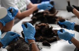 Voluntarios mexicanos trabajan en el taller de la Fundación Matter of Trust, clasificando cabello humano que será utilizado para ahorrar agua y fertilizar plantas en una chinampa (jardín flotante), en Ciudad de México el 11 de febrero de 2026.