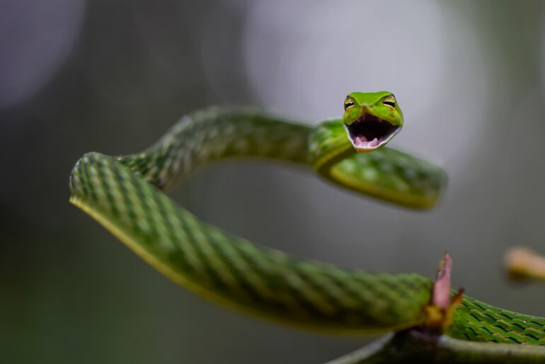 Ahaetulla nasuta o serpiente liana verde.