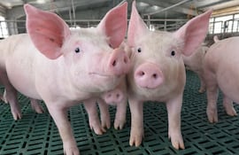 Paraguay Pork: Producción porcina industrial intensiva de clase mundial