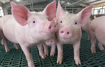 Paraguay Pork: Producción porcina industrial intensiva de clase mundial