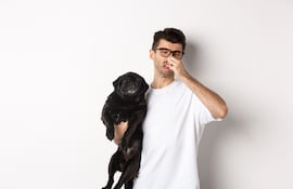 Perro de la raza pug en brazos de su dueño.