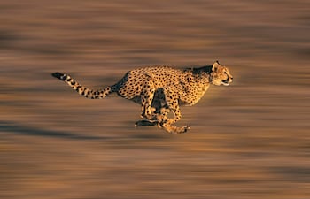 Guepardo corriendo.