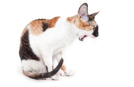 Gato a punto de vomitar.