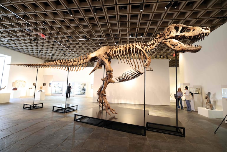 Conocé a Gus, el T. rex que podría costar 30 millones de dólares en una subasta - Ciencia