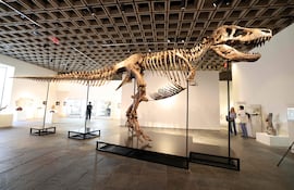 “Gus”, un esqueleto montado de Tyrannosaurus rex, uno de los T. rex más grandes jamás encontrados, aparece durante una vista previa para la prensa en el edificio Breuer de Sotheby’s, en Nueva York, el 1 de julio de 2026.