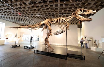 "Gus", un esqueleto montado de Tyrannosaurus rex y uno de los ejemplares de T. rex más grandes jamás encontrados, durante una presentación para la prensa en el edificio Sotheby's Breuer, en Nueva York, el 1 de julio de 2026.