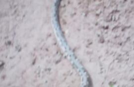 Una yarará atacó a un niño en Bella Vista Norte.