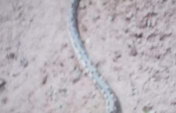 Una yarará atacó a un niño en Bella Vista Norte.