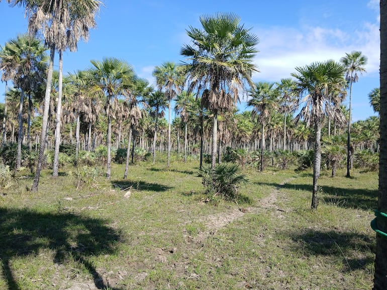 Paisaje de Fuerte Olimpo con palmeras bajo un cielo despejado, representando un ecosistema seco y afectado por la sequía.