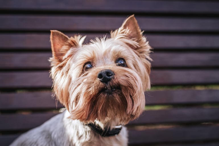 Perro Yorkshire terrier.
