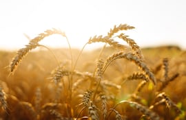 Al servicio del ciclo productivo