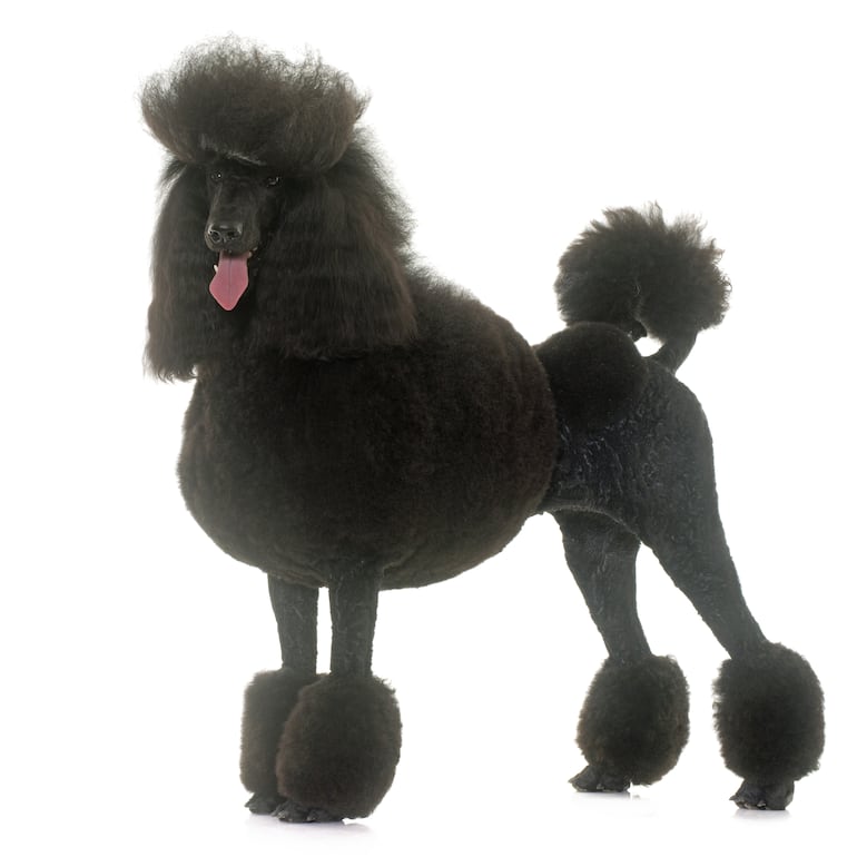 Caniche poodle estándar.