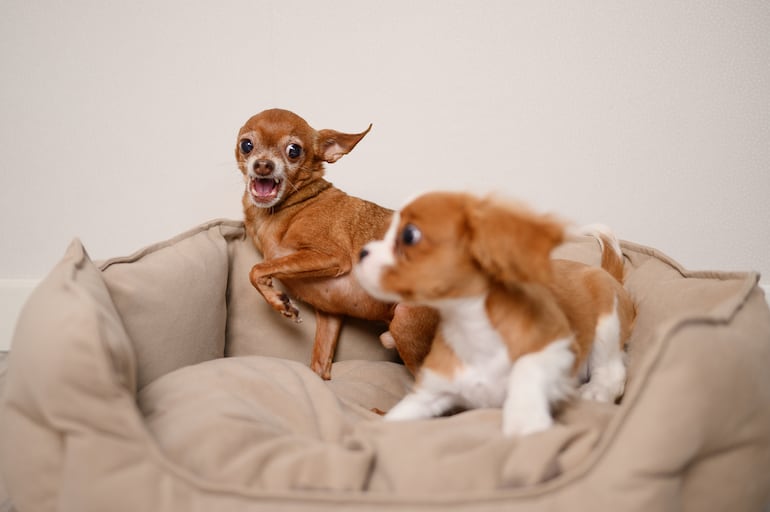 ¿Estrés canino o “mal comportamiento”?