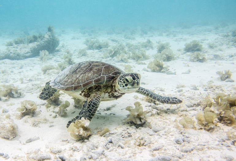 Tortuga marina en las cristalinas aguas de Klein Curazao