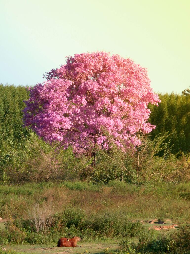 Árbol frondoso y florido en el centro, rodeado de vegetación verde, con un animal marrón descansando en el suelo.