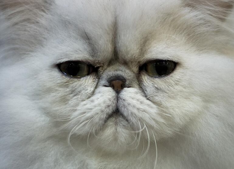 Persa. Una raza muy sociable, pacífica, cariñosa.