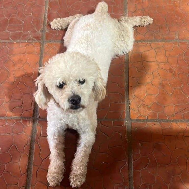 Un poodle esponjoso corre felizmente sobre el césped en un ambiente soleado.
