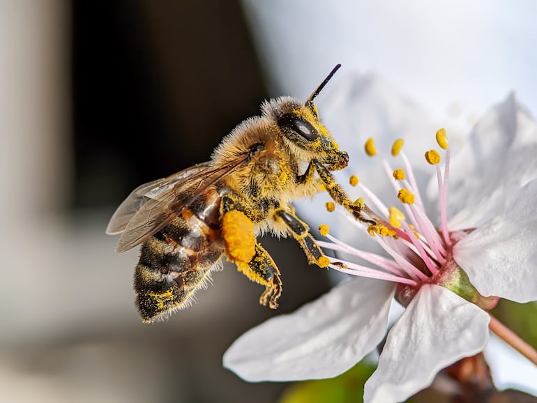 Abejas.